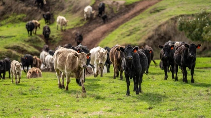 Cattle can become aggravated and charge at people, causing trampling and crush injuries. Their friends often join the fray.