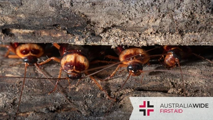 A combination of heavy rainfall and hot weather had led to a cockroach infestation in Adelaide households. Not only do cockroaches bite people, but they can also trigger allergy symptoms and spread deadly diseases like E.coli, Salmonella, and even Polio virus. 