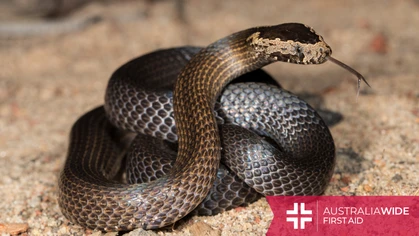 The Golden crowned snake is well known for its crown of yellowish scales. Found along the east coast of Australia, this snake is relatively enigmatic due to its secretive and nocturnal nature. 