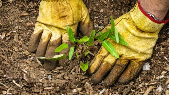 Planting a seedling